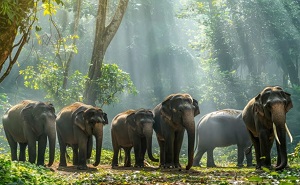 Elephant family