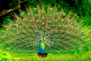 Peacock