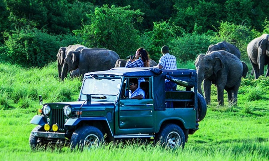 Wildlife Safari